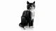 Lego Ideas Tuxedo Cat #3