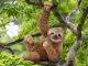 Schleich WILD LIFE Sloth #2