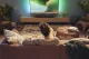 Philips 5300 series TAB5309/10 #9