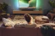 Philips 5300 series TAB5309/10 #32