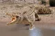 Schleich WILD LIFE 14736 #3