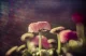 Lensbaby Composer Pro II with Sweet 50 Optic #6