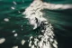 Lensbaby Composer Pro II with Sweet 50 Optic #5