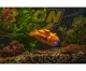 Carson XS Deep Sea Dragon #3