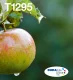 Epson Apple T129 #1