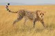 Schleich WILD LIFE 14746 #2