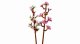 Lego Botanicals Cherry Blossoms #3