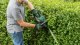 Bosch UniversalHedgeCut 50 #6