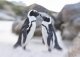 Lensbaby Composer Pro II with Sweet 50 Optic #9