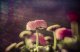 Lensbaby Composer Pro II with Sweet 50 Optic #6