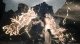 Square Enix Final Fantasy XVI #17