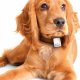 Tractive GPS Pet Tracking Device #3