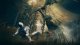 Namco Bandai Games Elden Ring: Shadow of the Erdtree - Collector's Edition #3