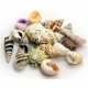 HOBBY Aquaristik Sea Shells Set S
