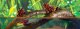 Exo Terra Jungle Vine #2
