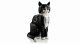 Lego Ideas Tuxedo Cat #3