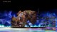 Nintendo Bravely Default II #2