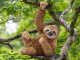 Schleich WILD LIFE Sloth #2