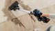 Bosch Serie 6 BBS611MAT #8