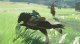 Nintendo The Legend of Zelda: Breath of the Wild #9