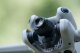 DJI Mini 4 Pro Wide Angle Lens #6