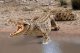 Schleich WILD LIFE 14736 #3