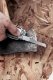 Leatherman Surge #6