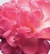 Dior Miss Dior Absolutely Blooming #2