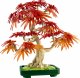 Lego Botanicals Japanese Red Maple Bonsai Tree #2