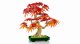 Lego Botanicals Japanese Red Maple Bonsai Tree #5