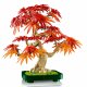 Lego Botanicals Japanese Red Maple Bonsai Tree #4